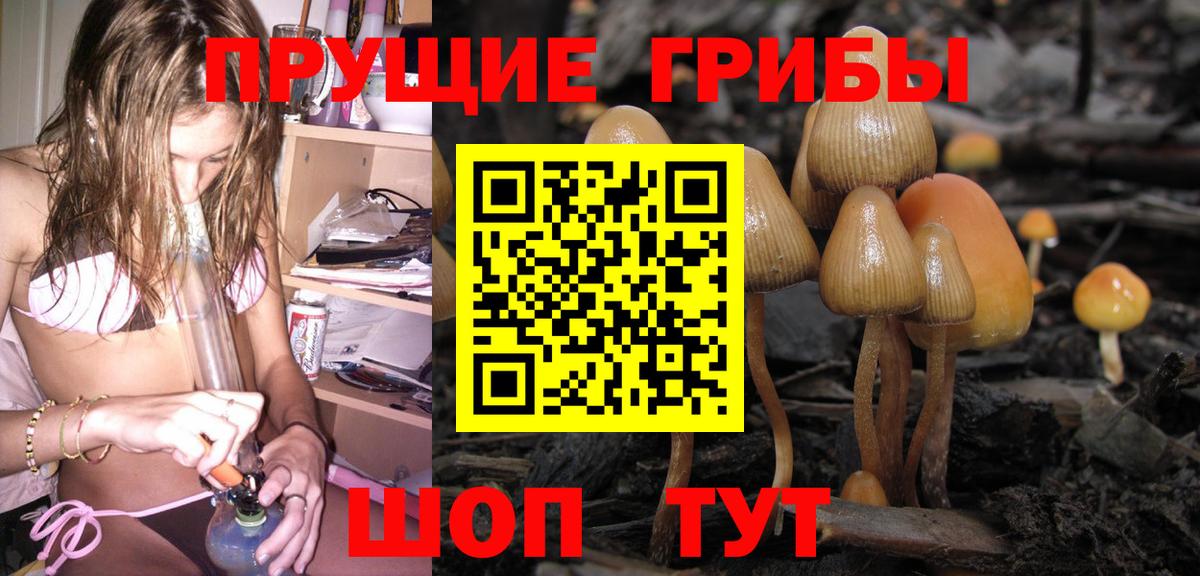 Псилоцибиновые грибы мицелий Торжок